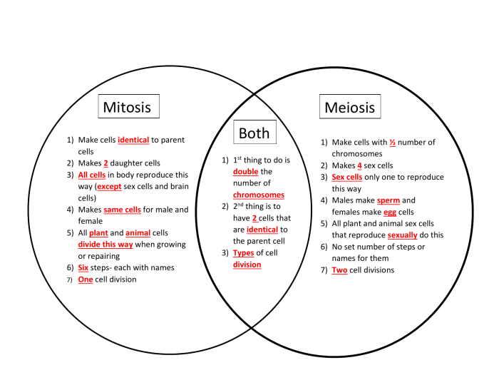 Mitosis meiosis venn answers