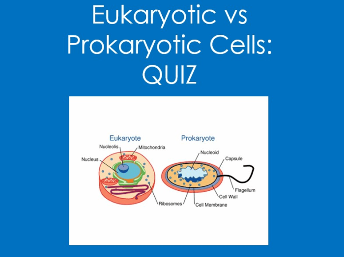 Prokaryotic and eukaryotic cells quiz