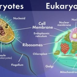 Prokaryotic eukaryotic cells study timbre