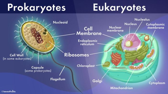 Prokaryotic eukaryotic cells study timbre