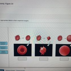 Art labeling activity figure 24.5