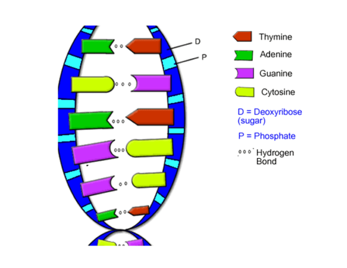 Dna double helix worksheet answer key