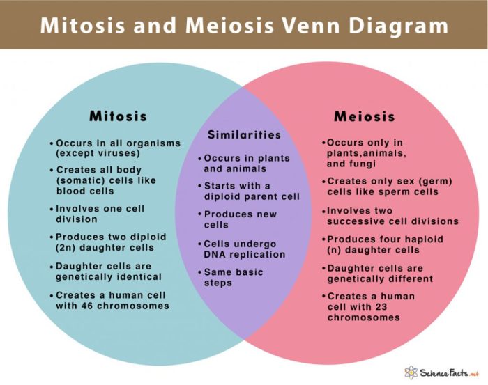 Meiosis and mitosis venn diagram