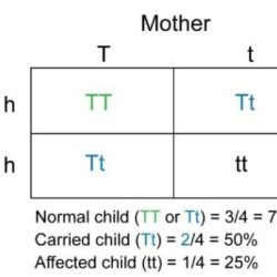 Punnett square tay sachs disease