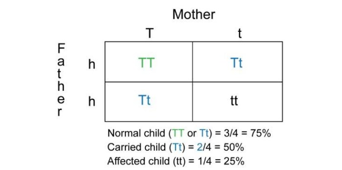 Punnett square tay sachs disease