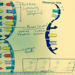 Dna double helix worksheet answer key