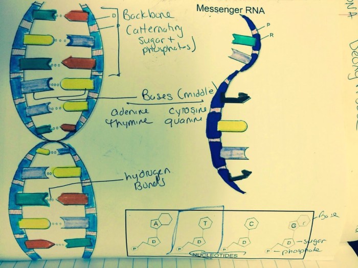 Dna double helix worksheet answer key