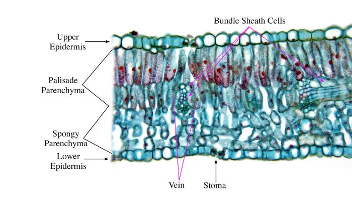 Leaf section cross lilac mesomorph through syringa botany vascular vcbio nl ru science epidermis vulgaris cell sclerenchyma upper angiosperms labels