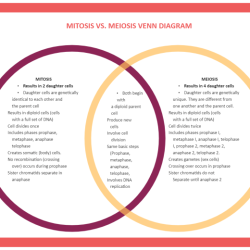 Meiosis venn mitosis tpt mallory welch