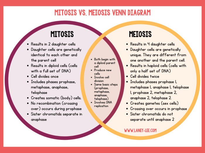 Meiosis and mitosis venn diagram