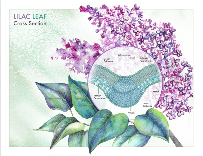 Cross section of lilac leaf