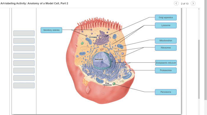 Art labeling activity figure 24.5