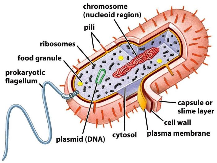 Prokaryotic and eukaryotic cells quiz