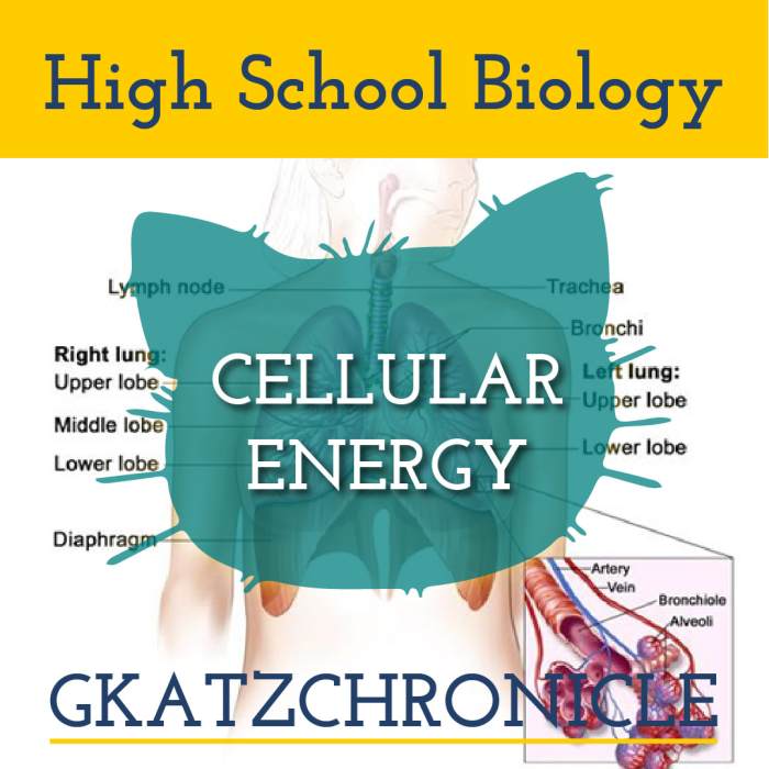 Cellular respiration exercise lab answers