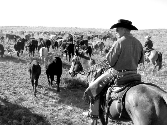 Cattle drives boomed during the late 1800s because of the