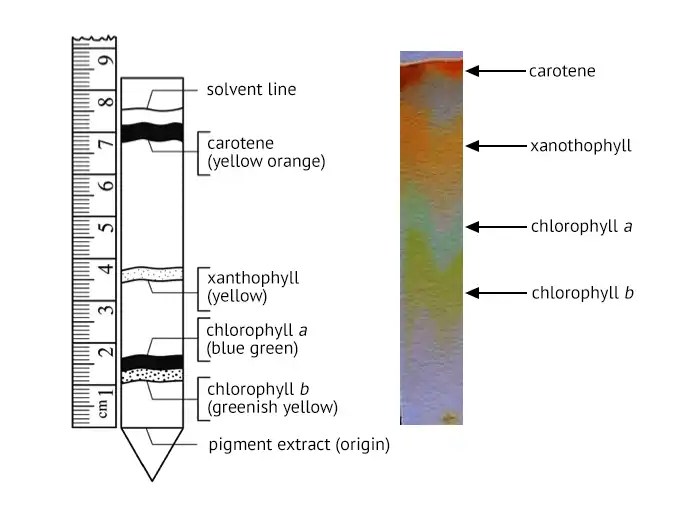 Match pigments to bands on chromatography paper