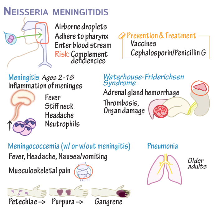 Phe welcomes meningitis vaccine prospect gov neisseria meningitidis immunisation announcement joint england health public inclusion recommend jcvi vaccination committee