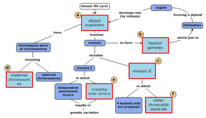 Drag the terms to complete the concept map below.