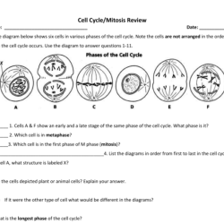 Color by number mitosis and the cell cycle answer key