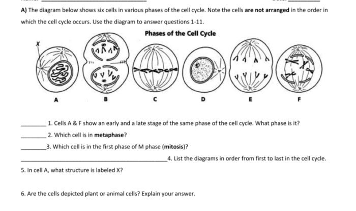 Color by number mitosis and the cell cycle answer key