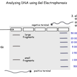 Gel electrophoresis basics worksheet answers