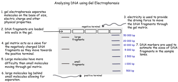 Gel electrophoresis basics worksheet answers