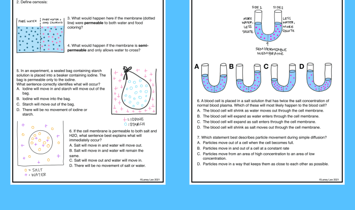 Osmosis and diffusion practice worksheet answers