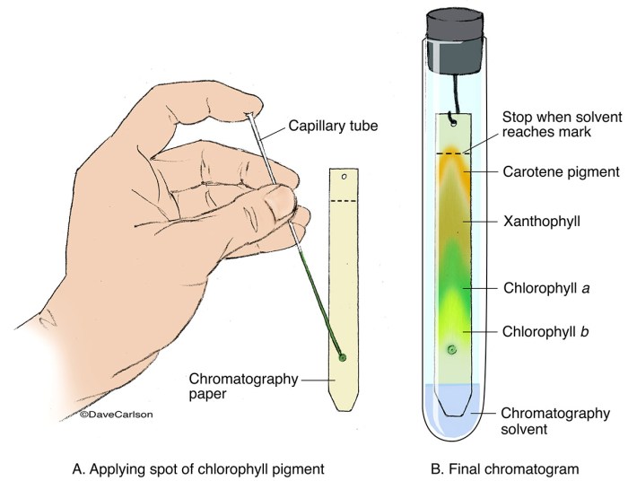 Match pigments to bands on chromatography paper