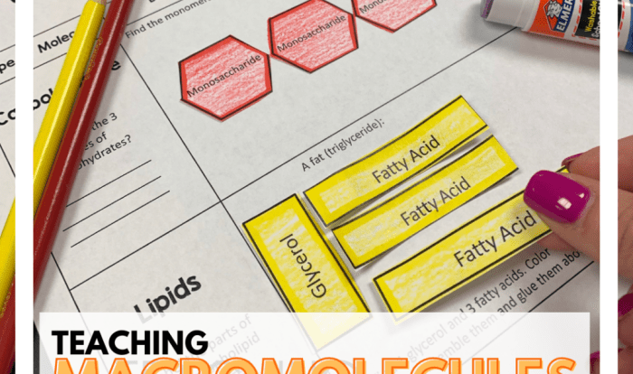 Bozeman science video questions molecules of life answer key