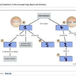 Concept map meiosis below drag complete terms biology answers help terminology masteringbiology chegg dna mapping questions