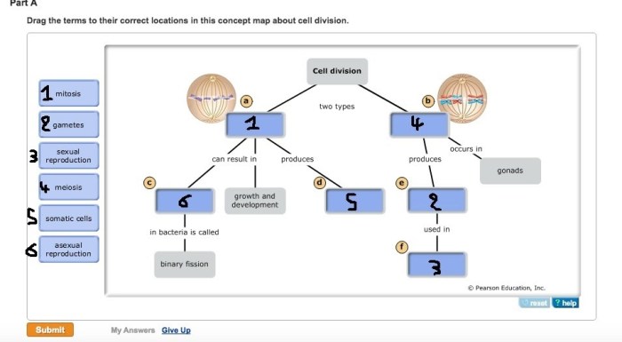 Concept map meiosis below drag complete terms biology answers help terminology masteringbiology chegg dna mapping questions