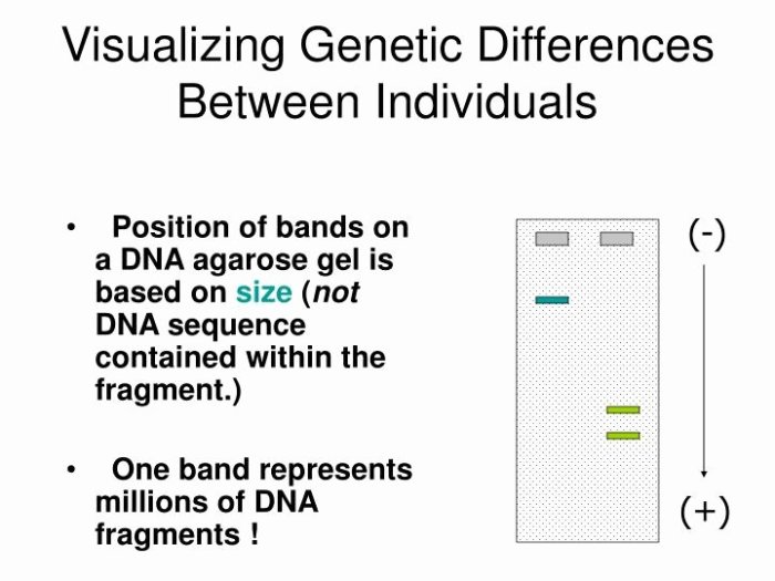 Gel electrophoresis basics worksheet answers