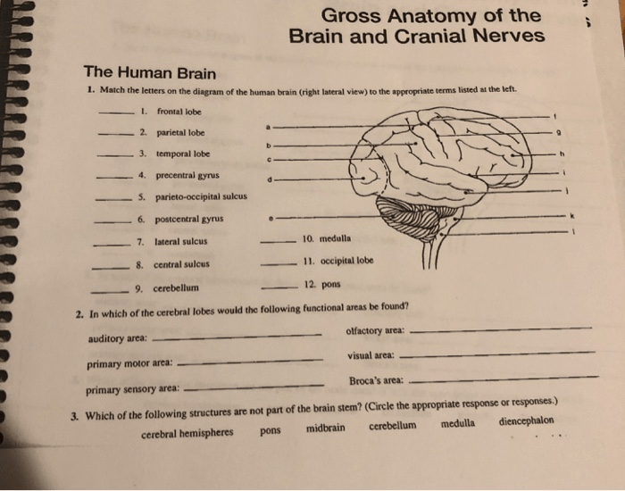 Anatomy exercise cranial nerves physiology