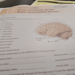 Exercise 17 gross anatomy of the brain and cranial nerves