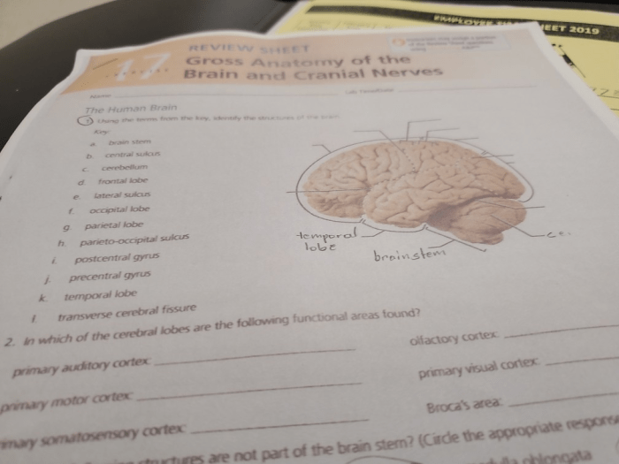 Exercise 17 gross anatomy of the brain and cranial nerves