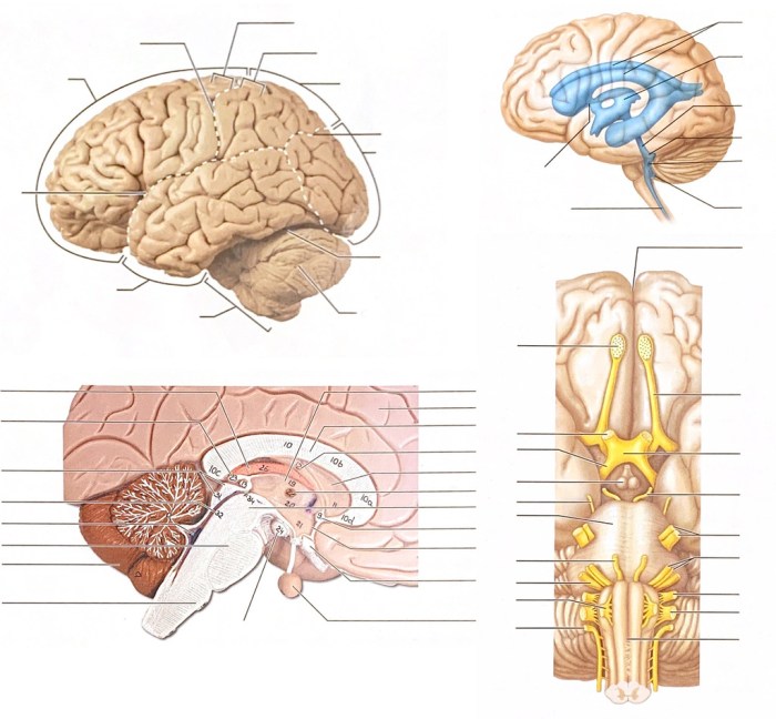 Brain anatomy gross chapter human medial sagittal section lateral diagram figure big choose board function