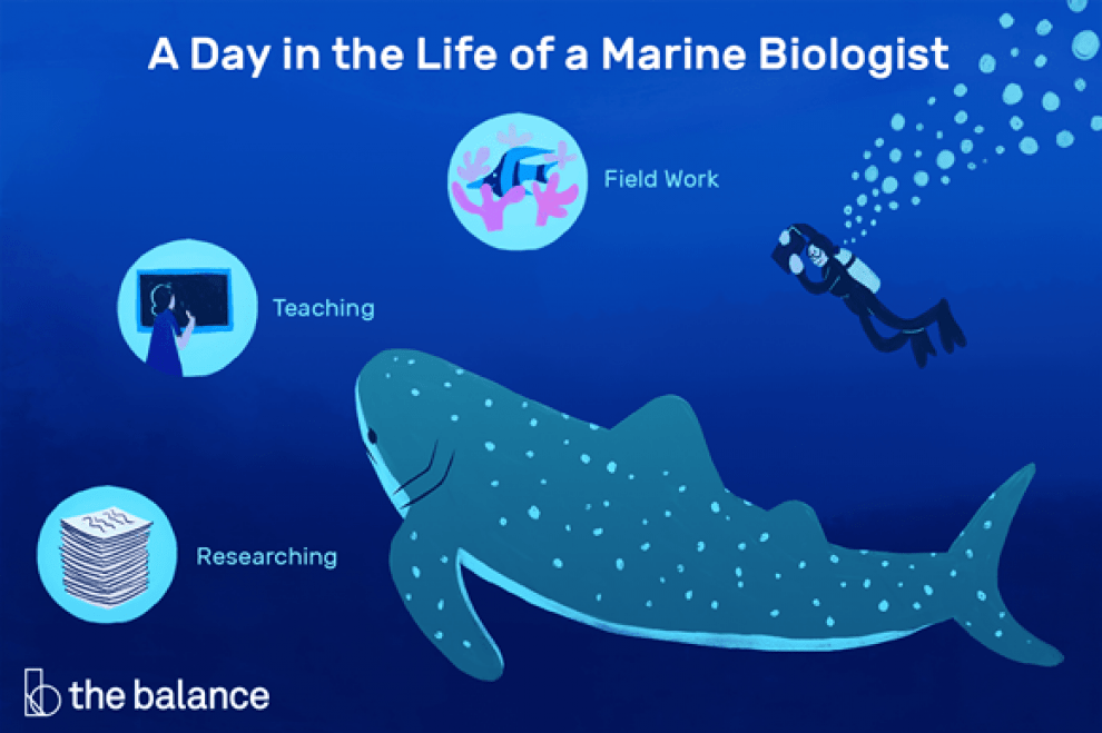 Marine biologist do does