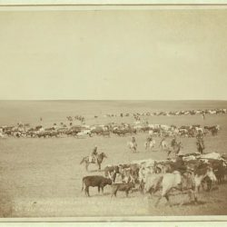 Cattle drives drive century 19th cowboys kansas california dust writer guide back time timetoast rush